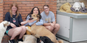 Maria och vänner med hundar på en djurrättsorganisation i Tbilisi.
