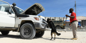 Hunden Tony undersöker en bil i Somalia. Foto: UNMAS/Omar Abdisalan