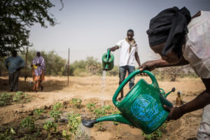Plantor vattnas i Mali där FN:s stabiliserande mission Minusma stödjer ett jordbruksprojekt